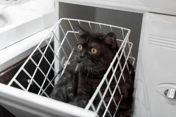 Funny cat sits in laundry basket