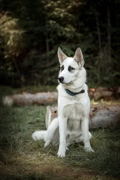 The dog with different-colored eyes