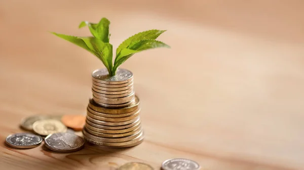 Stack of coins with plant growing on top and roll of bank notes in flower pot. Money growth and personal savings concept