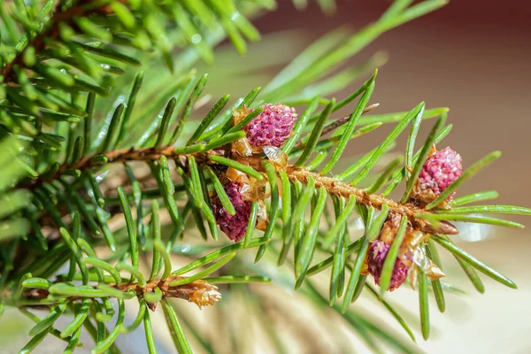 Young fir cones on the fir tree branch growing in spring