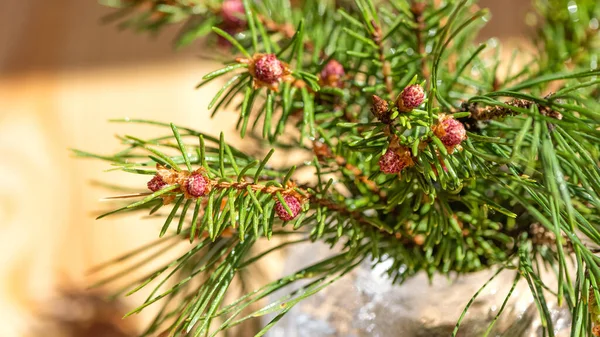 Young fir cones on the fir tree branch growing in spring