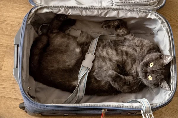 Cute cat fastened by  suitcase belts. Travelling and holiday concept