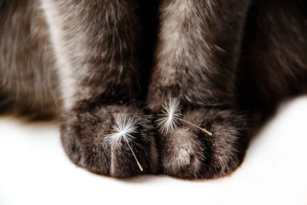 Close up cat paws with tiny fluffy dandelion seeds on them