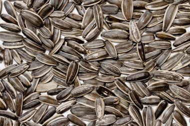 ayçiçeği tohumu makro.