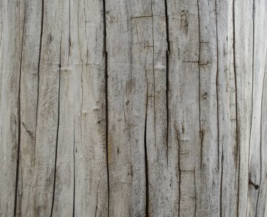 Ağaç yapısı. Makro