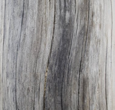 Ağaç yapısı. Makro