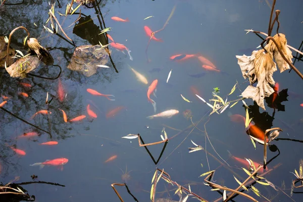 멋진 잉어 연못. — 스톡 사진