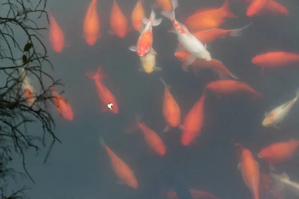 Kapr Koi ryb v rybníku. — Stock fotografie