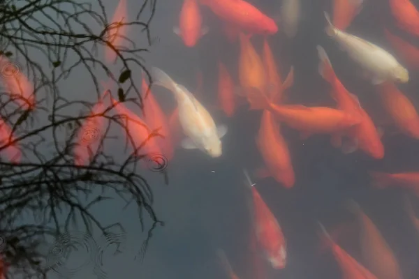 Ikan ikan mas Koi di danau . — Stok Foto