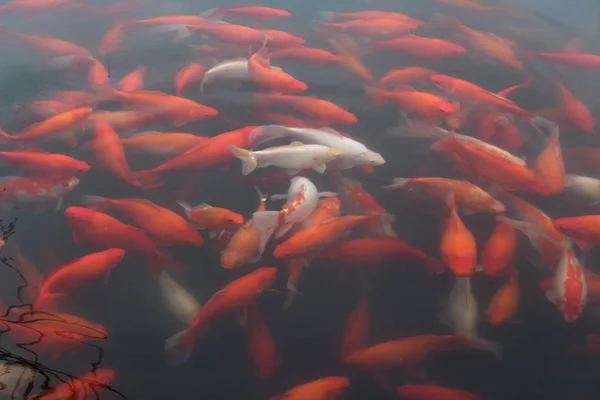 Peixe carpa Koi no lago . — Fotografia de Stock