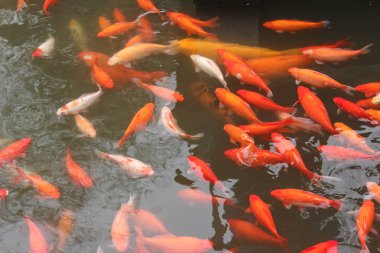 Kırmızı sazan balık.