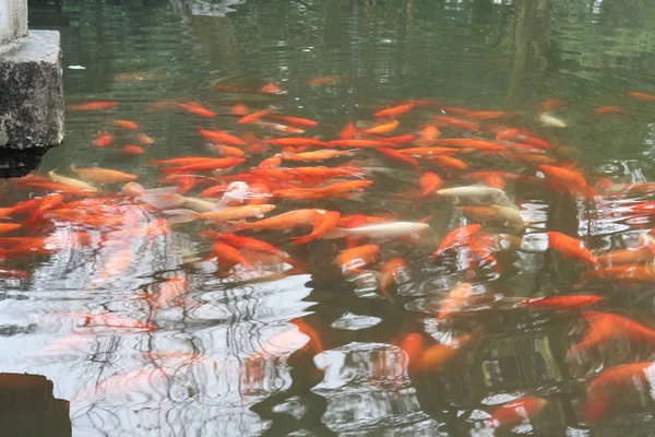 Red carp fish. — Stock Photo, Image