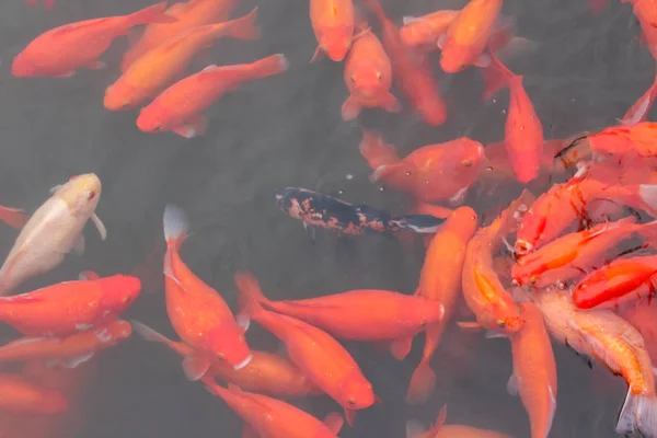 Ikan mas merah . — Stok Foto