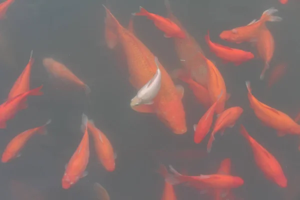 Röd karp fisk. — Stockfoto