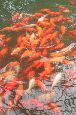 Kırmızı sazan balık.