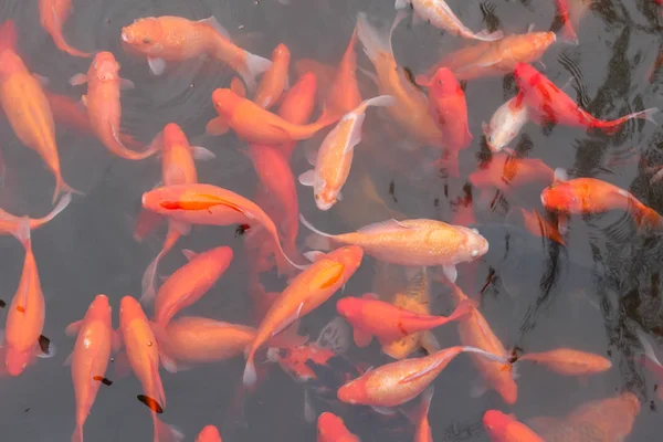 Carpa roja de pescado . —  Fotos de Stock