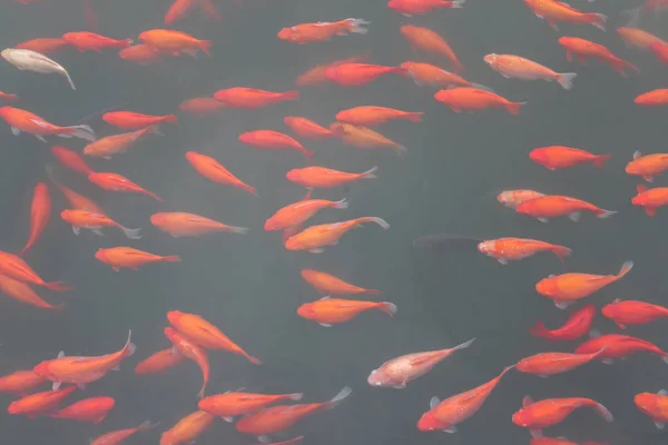 Rode karper vissen. — Stockfoto
