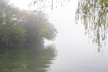 Ağaçlarla kaplı puslu bir manzara..