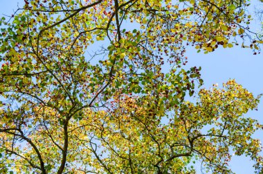 Ağaçların Üst Dalları Arka Plan.