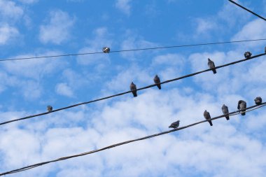 Elektrik telleri üzerinde çok sayıda güvercin