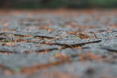 Taş kaldırım dokusu