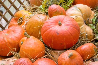 Turuncu sonbahar kabak