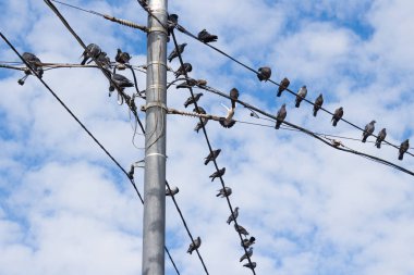 Elektrikli beton direğe güvercinler