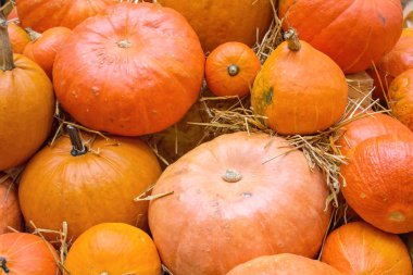 Turuncu sonbahar kabak