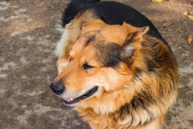 Zemin üzerinde çoban köpeği yalan