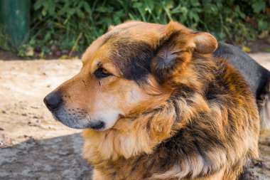 Yere koyun yakın çekim