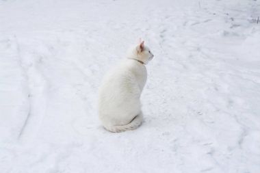 Kar üzerinde oturan ve uzağa bakarak beyaz kedi