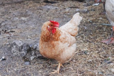 Kahverengi tavuk bahçedeki