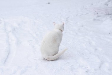 Karda oturan güzel beyaz kedi