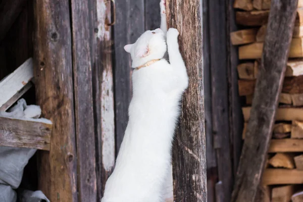 White cat sharpen claws in village — Zdjęcie stockowe