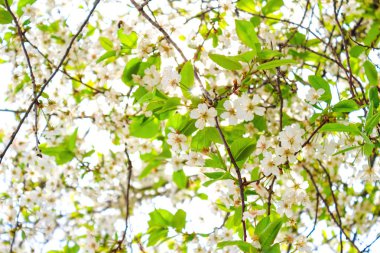 Kiraz ağacı üzerinde beyaz çiçekler