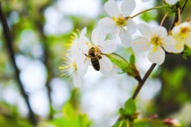 Arı nektarı çiçek toplar.