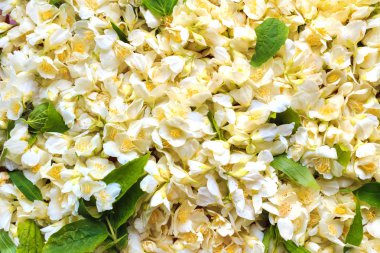 Beyaz Yasemin çiçeği