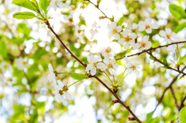 Kiraz ağacı üzerinde beyaz çiçekler