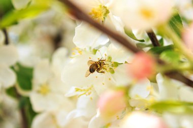 Arı nektarı beyaz ağaç dalı üzerinde toplar.