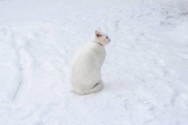 Kar üzerinde oturan beyaz kedi