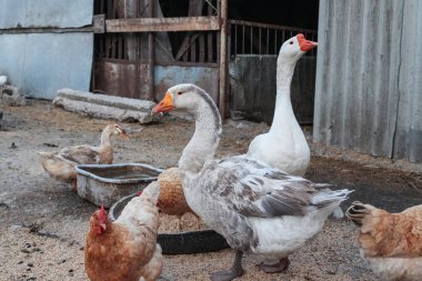Ördek, kaz ve tavuk