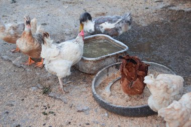 ördekleri ve tavukları
