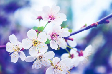 Bir dalda beyaz çiçekler