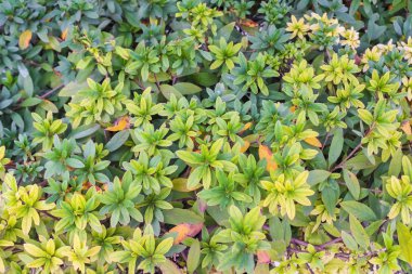 yeşil yapraklar arkaplan