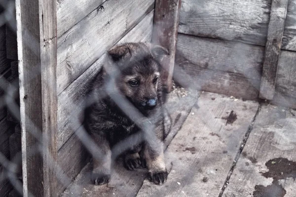 Anjing gembala di kandang. — Stok Foto