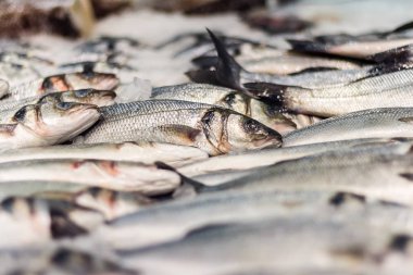 taze deniz balığı buz içinde