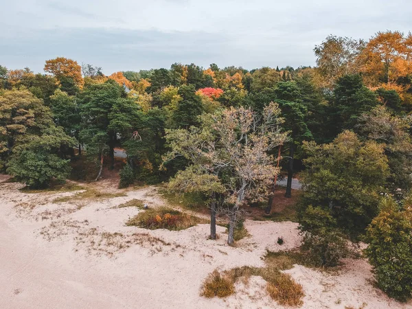 Pantai Aerialphoto, pohon, hutan. Laut Baltik . — Stok Foto