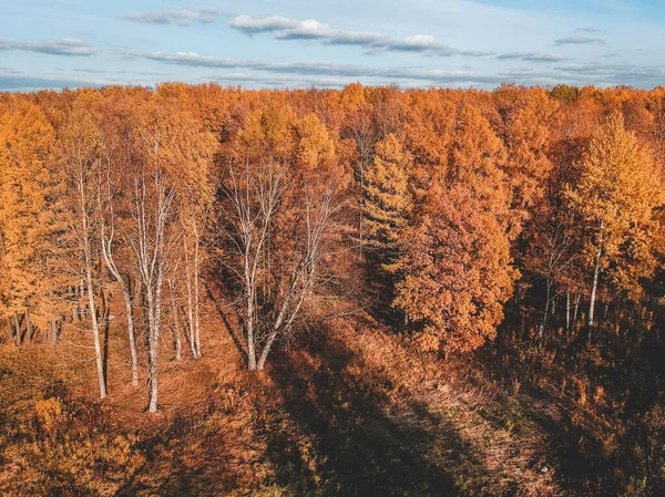 秋天树叶的空中景观. 俄罗斯，圣彼得堡. — 免费的图库照片