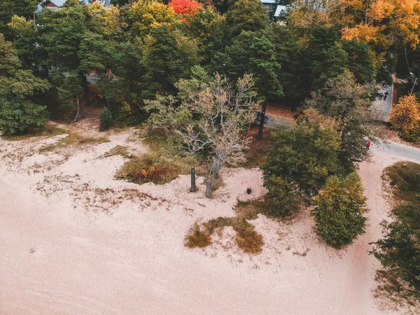 Luftbildstrand, Bäume, Wald. Ostsee. — Stockfoto