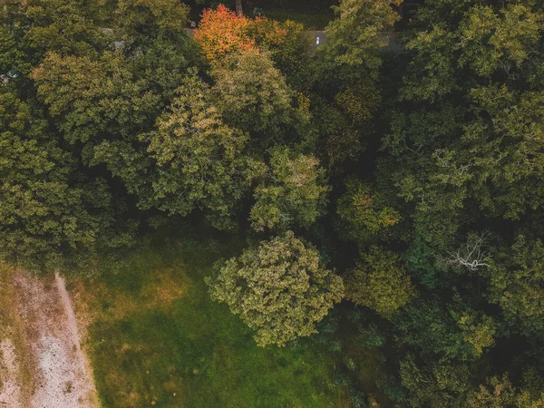 Hutan Aerialphoto di garis pantai pantai pantai Laut Baltik . — Stok Foto